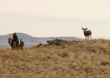 Buck And His Doe On Ridge