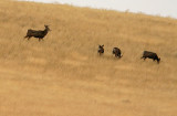  Young Mule Deer Buck Keeping Close Eye On  His Females