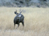  Muley Buck Feeding