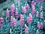 Wild Lupine Along The Pacific Crest Trail