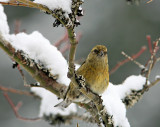  Female  Crossbill  ( They love spuce, fir, cones ! )