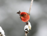  Red  Crossbill  ,Member Of The Finch Family