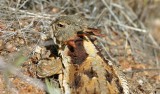 Horned Lizard,, Pacific Crest Trail Near Mexican Border
