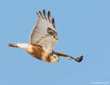 Rough-leggedHawk02c1882.jpg