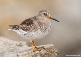 PurpleSandpiper20c9830.jpg