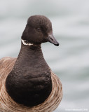 Brant04c9509.jpg