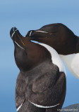 Razorbill19c8773.jpg