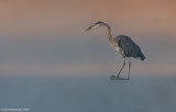 GreatBlueHeron63c2457.jpg