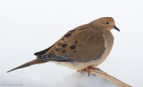 MourningDove45c4021.jpg