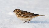 LaplandLongspur15c9068.jpg