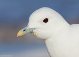 IvoryGull09c5448.jpg