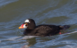 SurfScoter27c6364.jpg