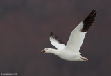 SnowGoose64c1745.jpg