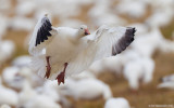 SnowGoose94c7306.jpg