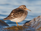 PurpleSandpiper27c3775.jpg