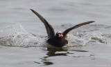 SurfScoter30c2623.jpg