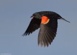 Red-wingedBlackbird60c8708.jpg