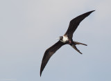 MagnificentFrigatebird06c5883.jpg