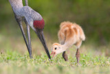 SandhillCrane07c9742.jpg