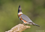 BeltedKingfisher23c3429.jpg