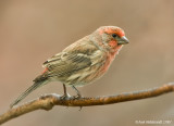 HouseFinch21c3545.jpg