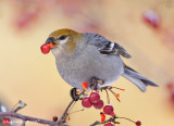 PineGrosbeak01c5406.jpg