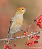 PineGrosbeak06c6270.jpg