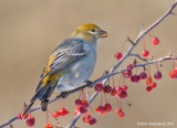 PineGrosbeak09c5854.jpg