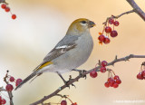 PineGrosbeak14c5685.jpg