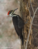 PileatedWoodpecke14cr6783.jpg