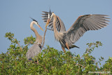 GreatBlueHeron43c1716.jpg