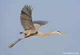 GreatBlueHeron46c1449.jpg