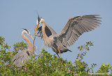 GreatBlueHeron47c1721.jpg