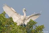 GreatEgret31c1493.jpg