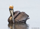 BrownPelican13c7483.jpg