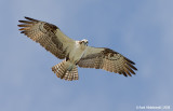 Osprey27c7731.jpg