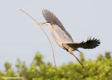 GreatBlueHeron54c1316.jpg