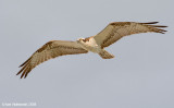 Osprey28c7246.jpg