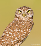 BurrowingOwl06c4782.jpg