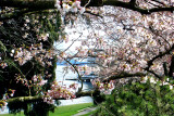 Spring is in the air. Seattle, Washington