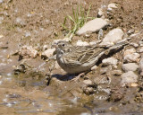 song sparrow at river 040420080347 copy.jpg