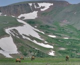 Grazing the tundra