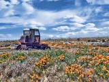 Poppy Fields