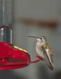 Female Costas Humming Bird