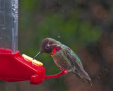 Male Costas Hummingbird