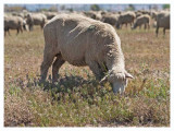 Grazing sheep  in the Mojave Desert