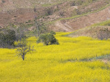 Yellow Field