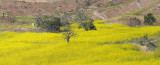 Yellow Field Pano