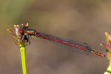 Large Red Damselfly