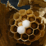 Hornets nest detail (in dormouse nestbox!). The larvae were alive, but no sign of adults ... Luckily!